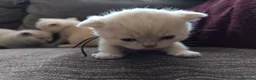 British Shorthair cats for sale: GCCF registered cream and lilac BSH - Advert 40