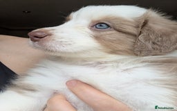 Australian Shepherd dogs for sale: 2 Female Australian Shepherd Puppies - Image 2
