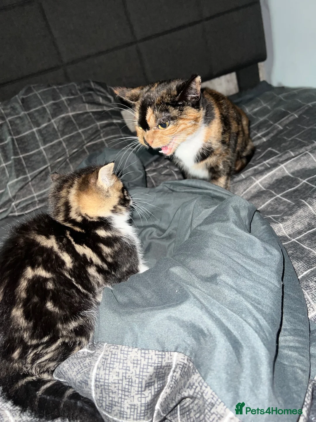 British Shorthair cats for sale: Last kitten for sale  in Glasgow - Advert 3