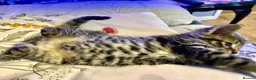 Mixed Breed cats for sale: 6 very sweet Kitties - Advert 1