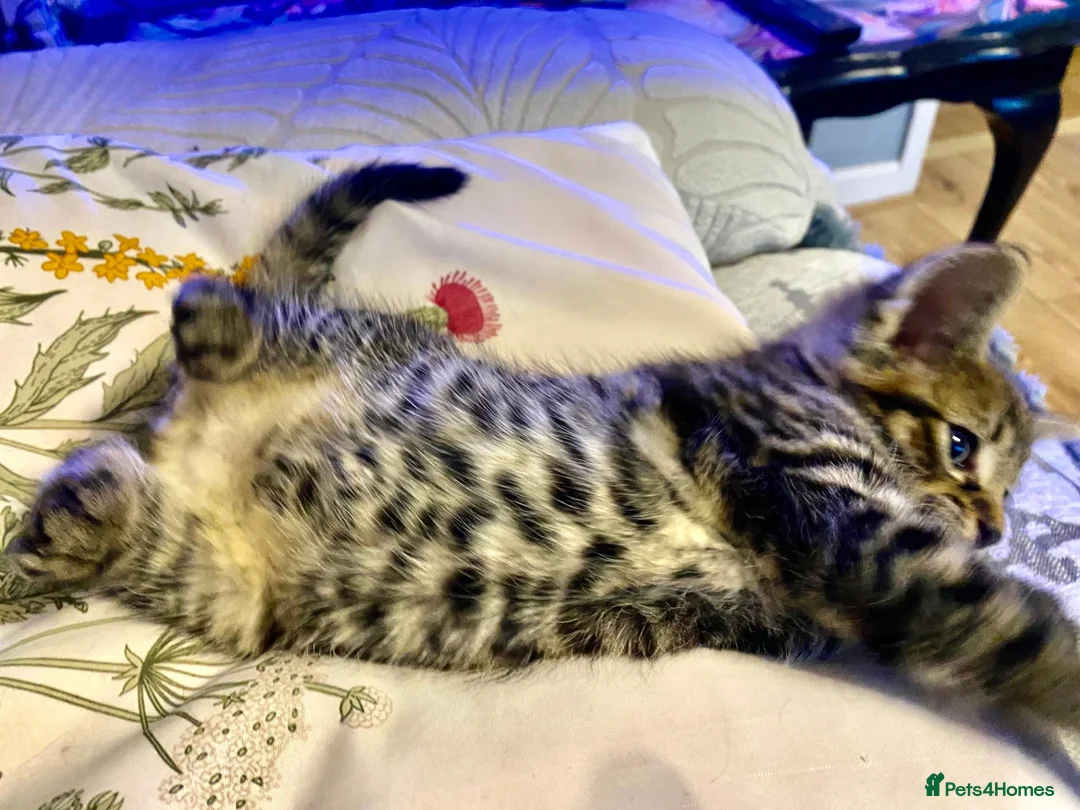 Mixed Breed cats for sale: 6 very sweet Kitties - Advert 1