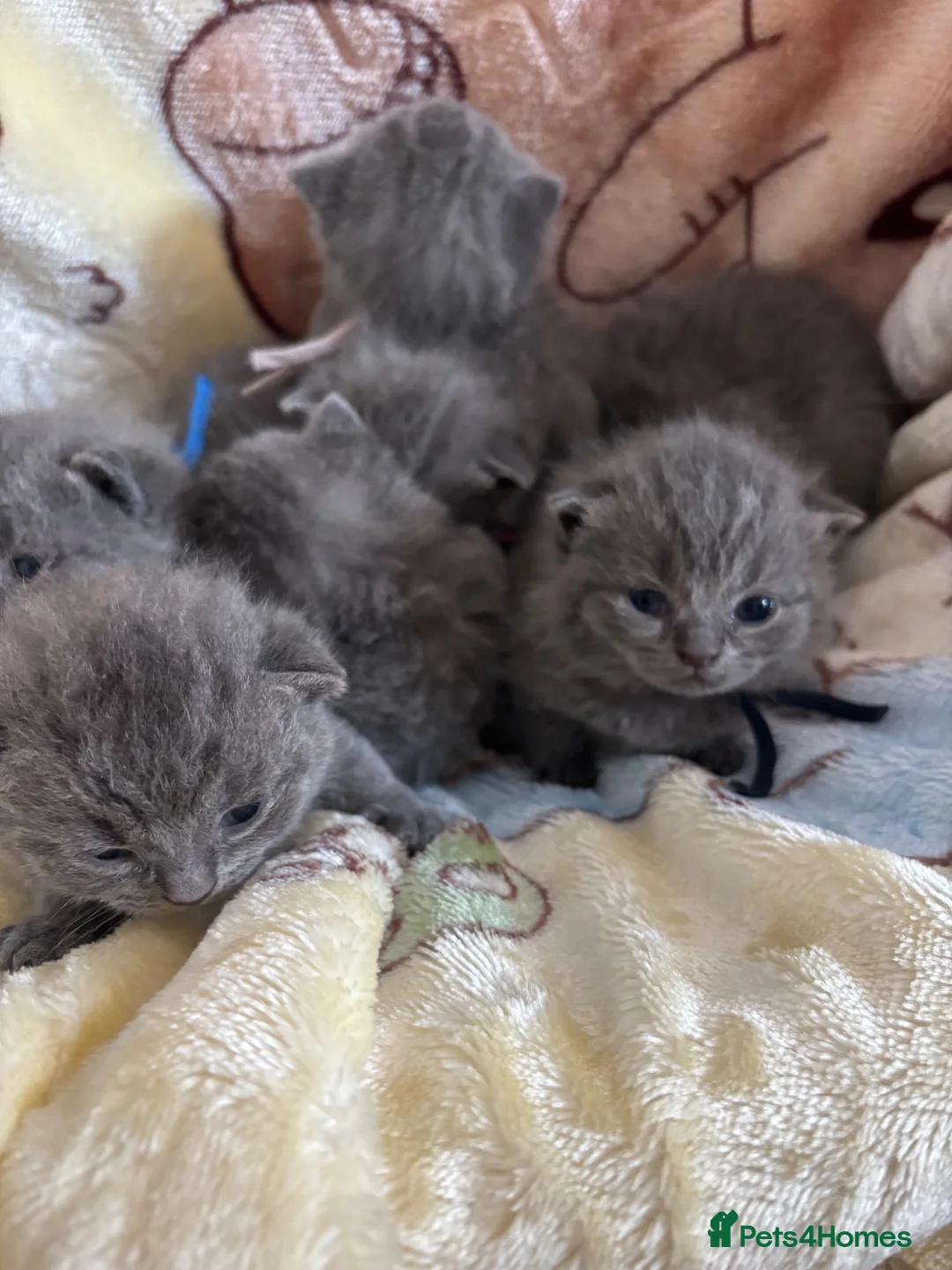 British Shorthair cats for sale: 😍 Beautiful bsh pedigree kittens 😍 - Advert 1
