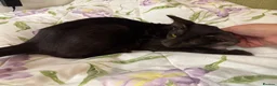 Oriental cats for sale: Playful and friendly kittens ready to leave in New Malden - Advert 8