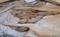 Labradoodle dogs for sale: F1 Miniature labradoodles 4 GIRLS LEFT  - Image 16