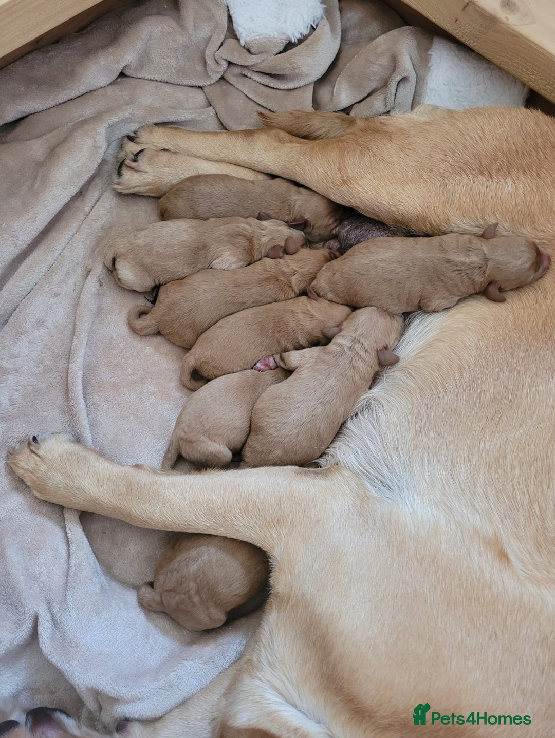 Labradoodle dogs for sale: F1 Miniature labradoodles 4 GIRLS LEFT  - Image 16