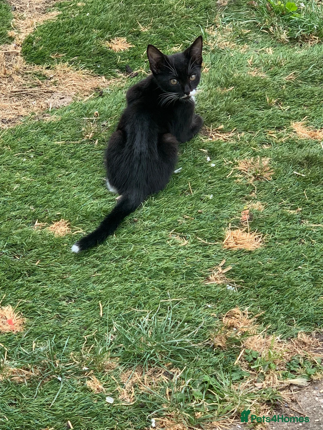 Mixed Breed cats for sale: 2 kittens for sale 1 male 1 female in Edgware - Advert 3