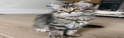 Maine Coon cats for sale: BEAUTIFUL MAINCOON kittens  - Advert 7