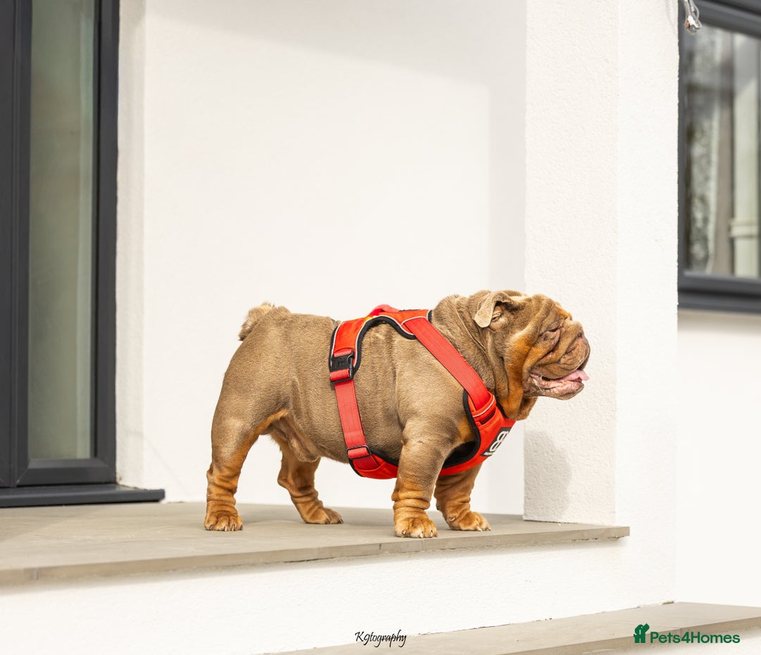 English Bulldog dogs for stud: !!REDUCED!! RYDER SON OF BENCHPRESS - STUD in Basildon - Image 3