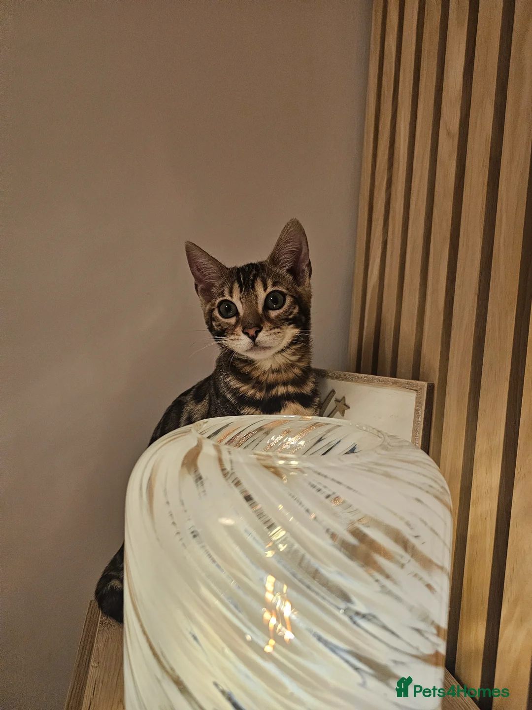 Bengal cats for sale: Nala the bengal in Blackpool - Advert 4
