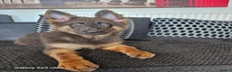 German Shepherd dogs for stud: PROVEN KC REG STRAIGHT BACK BLUE BICOLOUR in Redditch - Advert 7
