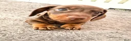 Miniature Dachshund dogs for sale: miniature dashhounds kc registered  - Advert 12