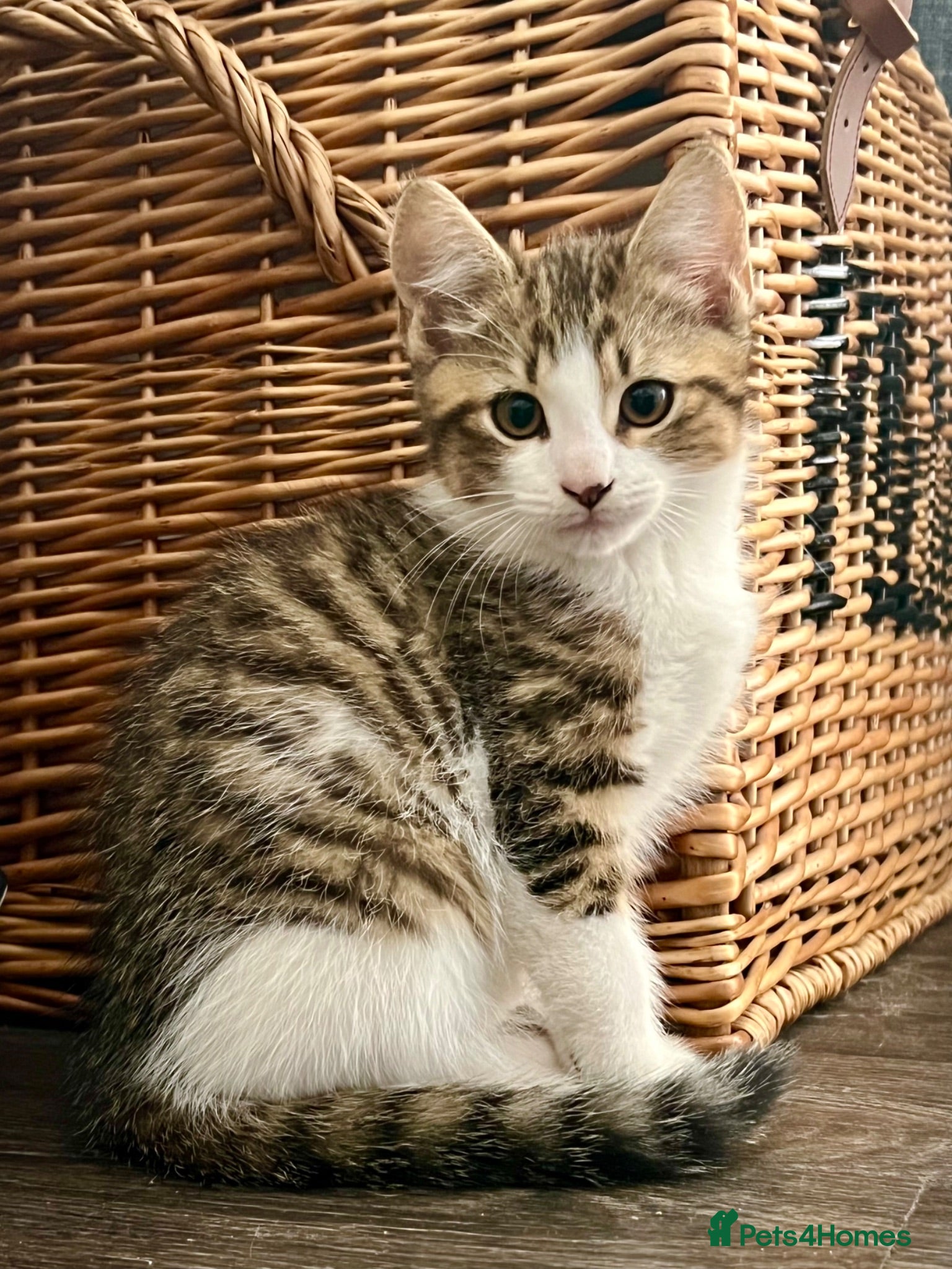 Mixed Breed cats 2 Left - Mixed Breed Pedigree Cross Kittens M/F - Advert 2