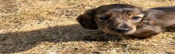Dachshund dogs for sale: KC reg, champion bloodline, female mini dachshund - Advert 13