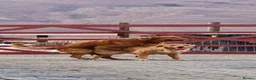 Golden Retriever dogs for sale: FIELD GOLDEN RETRIEVER  - Advert 7
