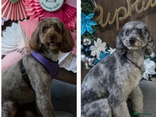 Cockapoo dogs - Advert 14