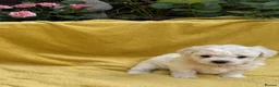Bichon Frise dogs for sale: ⭐️Gorgeous Bichon Frise Puppies Available ⭐️ in Glasgow - Advert 4