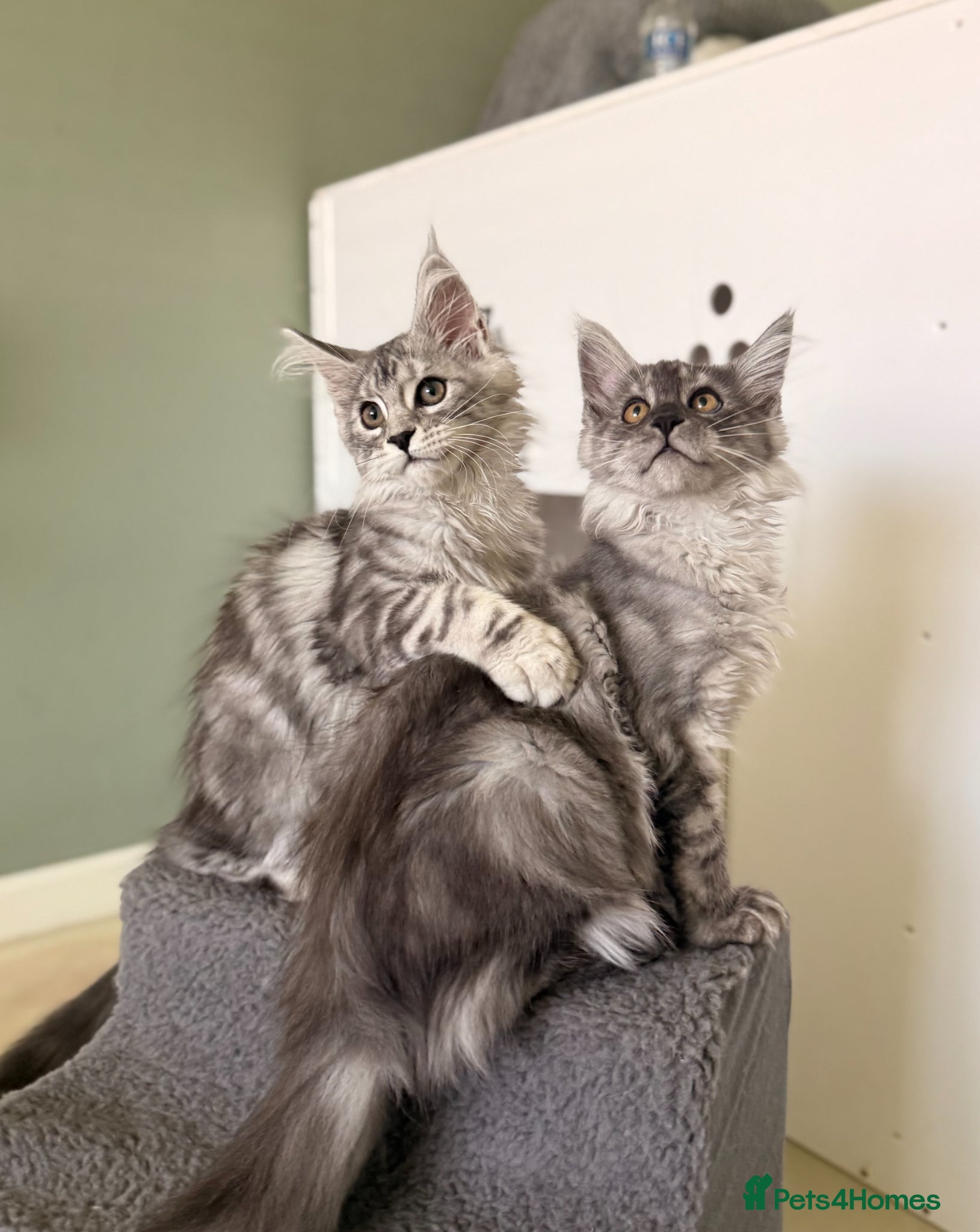 Maine Coon cats ONLY 3 TICA REG GIRLS LEFT FROM LICENSED BREEDERS - Advert 2