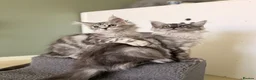 Maine Coon cats for sale: ONLY 3 TICA REG GIRLS LEFT FROM LICENSED BREEDERS - Advert 3