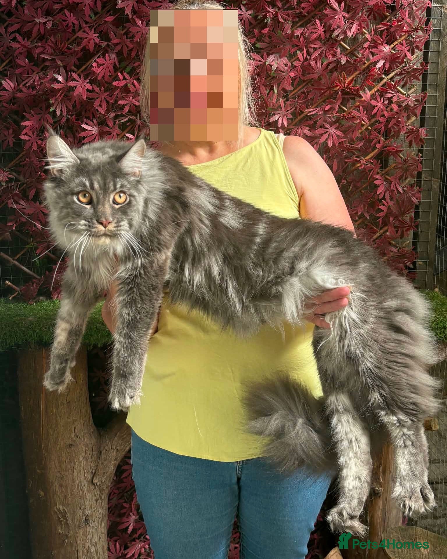 Maine Coon cats GCCF 8 Month Old Maine Coon Male. - Advert 1
