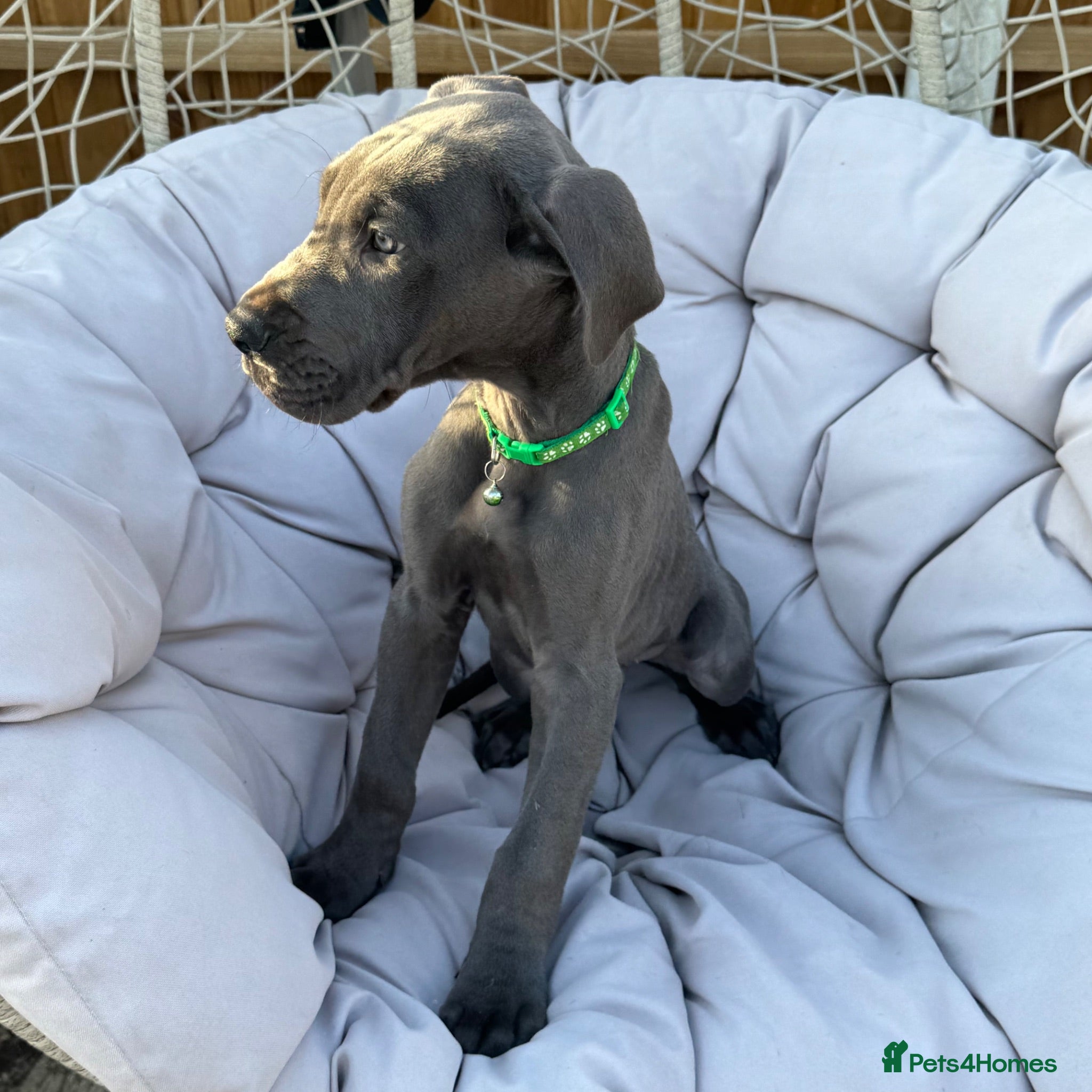 Great Dane dogs Gorgeous blue KC Great Danes.Ready now! - Advert 2