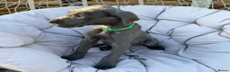 Great Dane dogs for sale: Ready for new home now!! - Advert 33