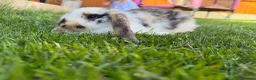 Mini Lop rabbits for sale: Mixed Mini Lop baby rabbits  in Maidstone - Advert 2