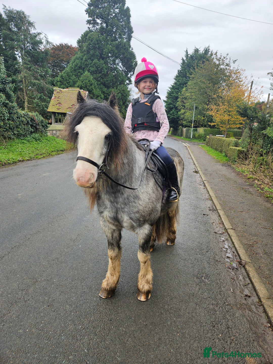 Irish Cob horses for sale: 12hh Pony for sale - Image 4