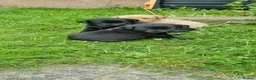 Labrador Retriever dogs for sale: Well bred KC registered lab pups - Advert 3
