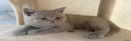 British Shorthair cats for sale: British Short Hair Blue and Lilac Adorable Kittens - Advert 31