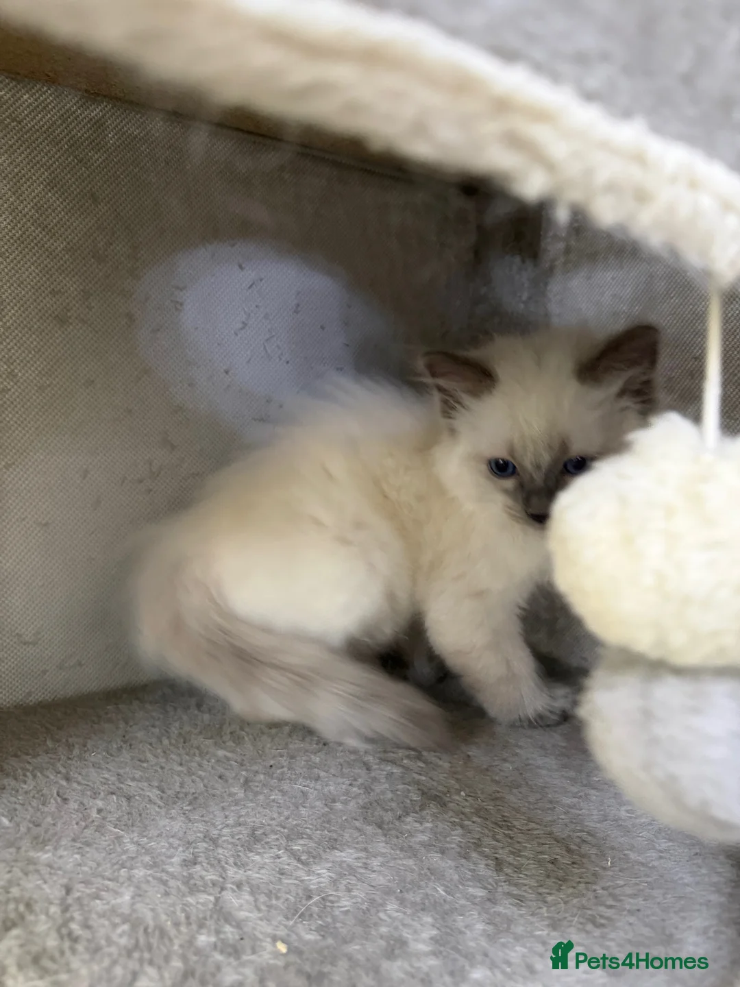 Ragdoll cats for sale: Adorable and friendly Ragdoll Kittens - Advert 21
