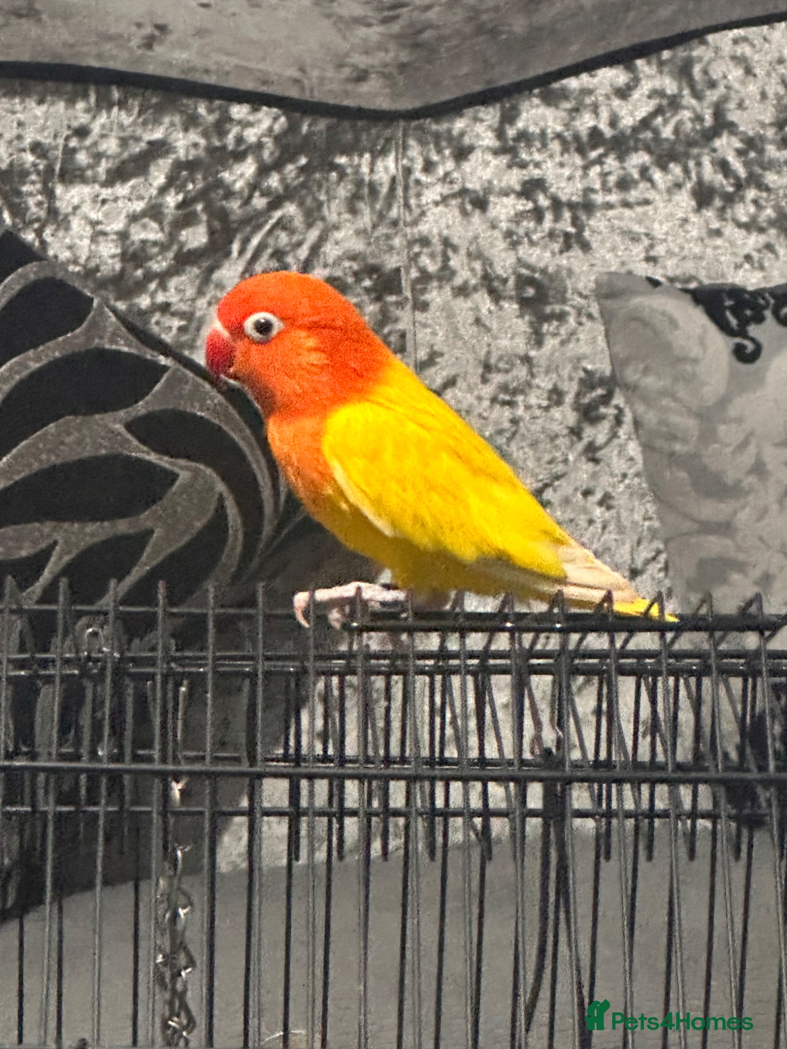 Lovebirds birds LOVEBIRD - Advert 7