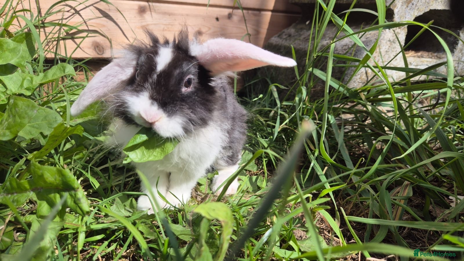 Mini Lop rabbits 1 Mini lop and 1 lionlops check description  - Advert 2