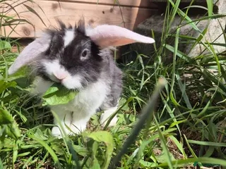 Mini Lop rabbits 1 Mini lop and 1 lionlops check description - Advert 2