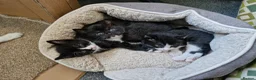 Mixed Breed cats for sale: Kittens black and white - Advert 6