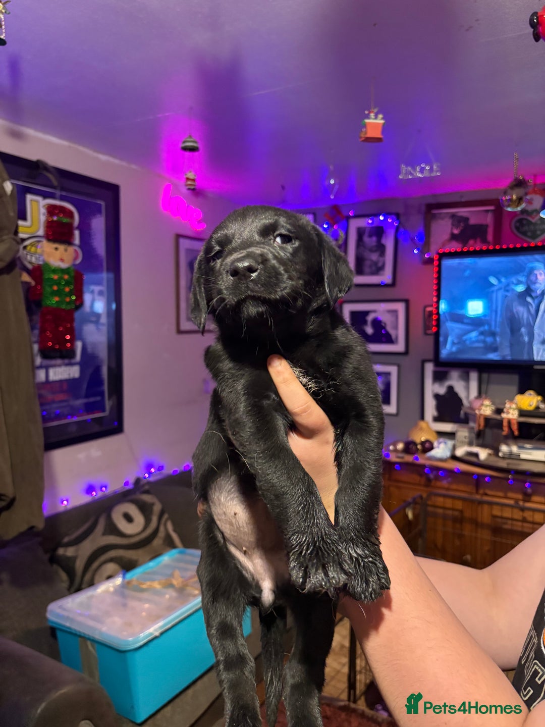 Labrador Retriever dogs for sale: Labrador girl’s ready now  - Advert 11