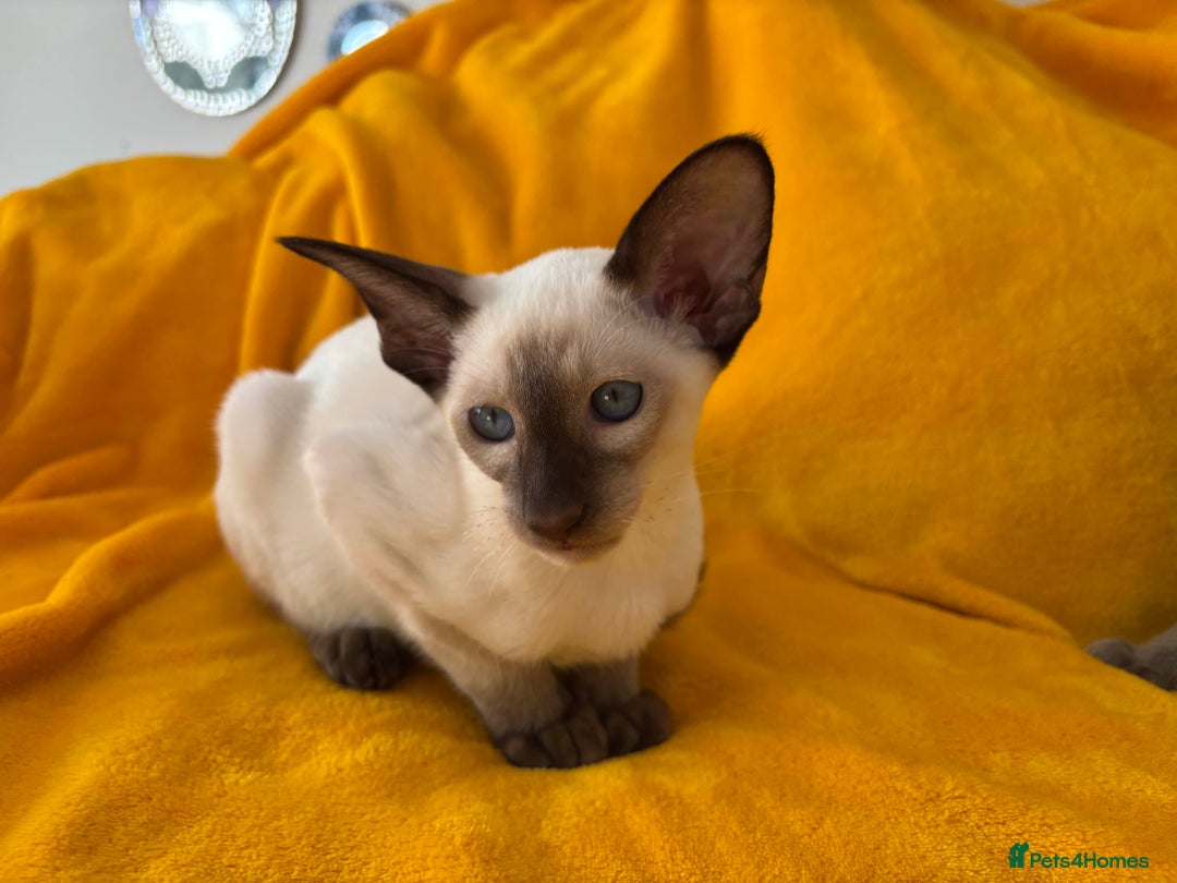 Oriental cats for sale: lilac solid girl and chocolate point boy - Image 10
