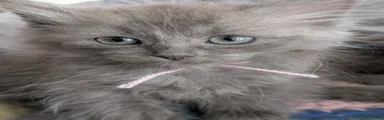 Siberian 3