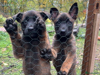Mixed Breed dogs Belgian Malinois Puppies - Advert 12