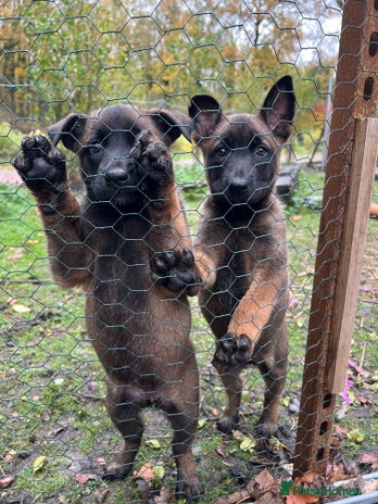 Mixed Breed dogs Belgian Malinois Puppies - Advert 8