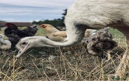 Mixed Breed livestock for sale: White Rhea Chicks & Hatching Rhea Eggs - Image 21