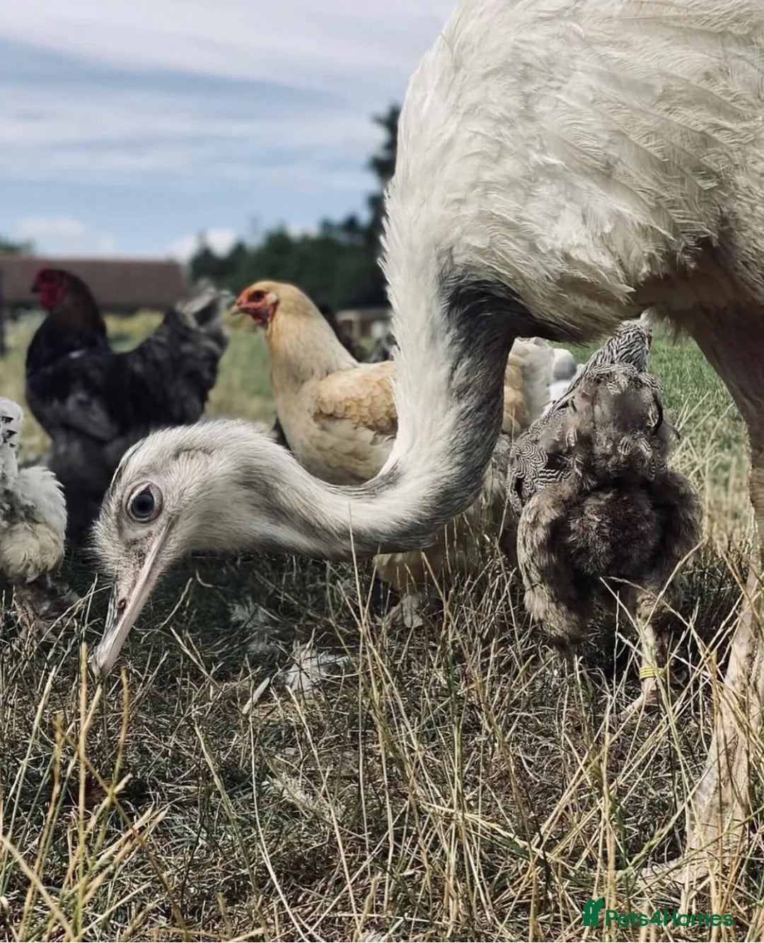Mixed Breed livestock for sale: White Rhea Chicks & Hatching Rhea Eggs - Image 21