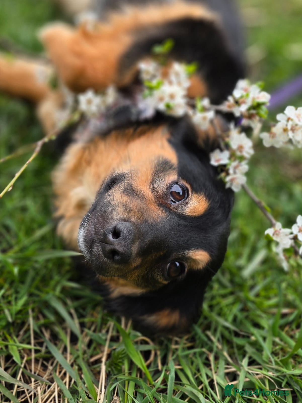Mixed Breed dogs ❤️🐶 LOLLY – GENTLE HEART, HAPPY SOUL - Advert 3
