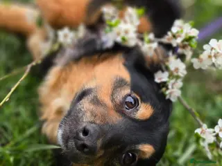 Mixed Breed dogs ❤️🐶 LOLLY – GENTLE HEART, HAPPY SOUL - Advert 6