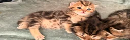 Persian cats for sale: 5 Persian X kittens available from 9th May - Advert 24