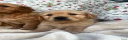 Golden Retriever dogs for sale: KC registered golden retriever for sale  - Advert 16