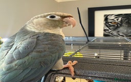 Conures birds for sale: Baby Hand Reared Conures 18 weeks Old - Image 13