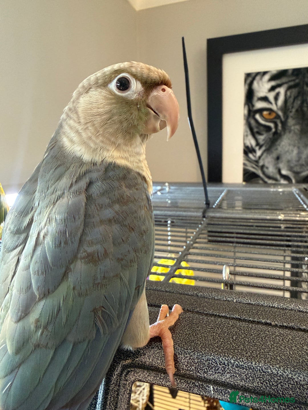 Conures birds for sale: Baby Hand Reared Conures 18 weeks Old - Image 13