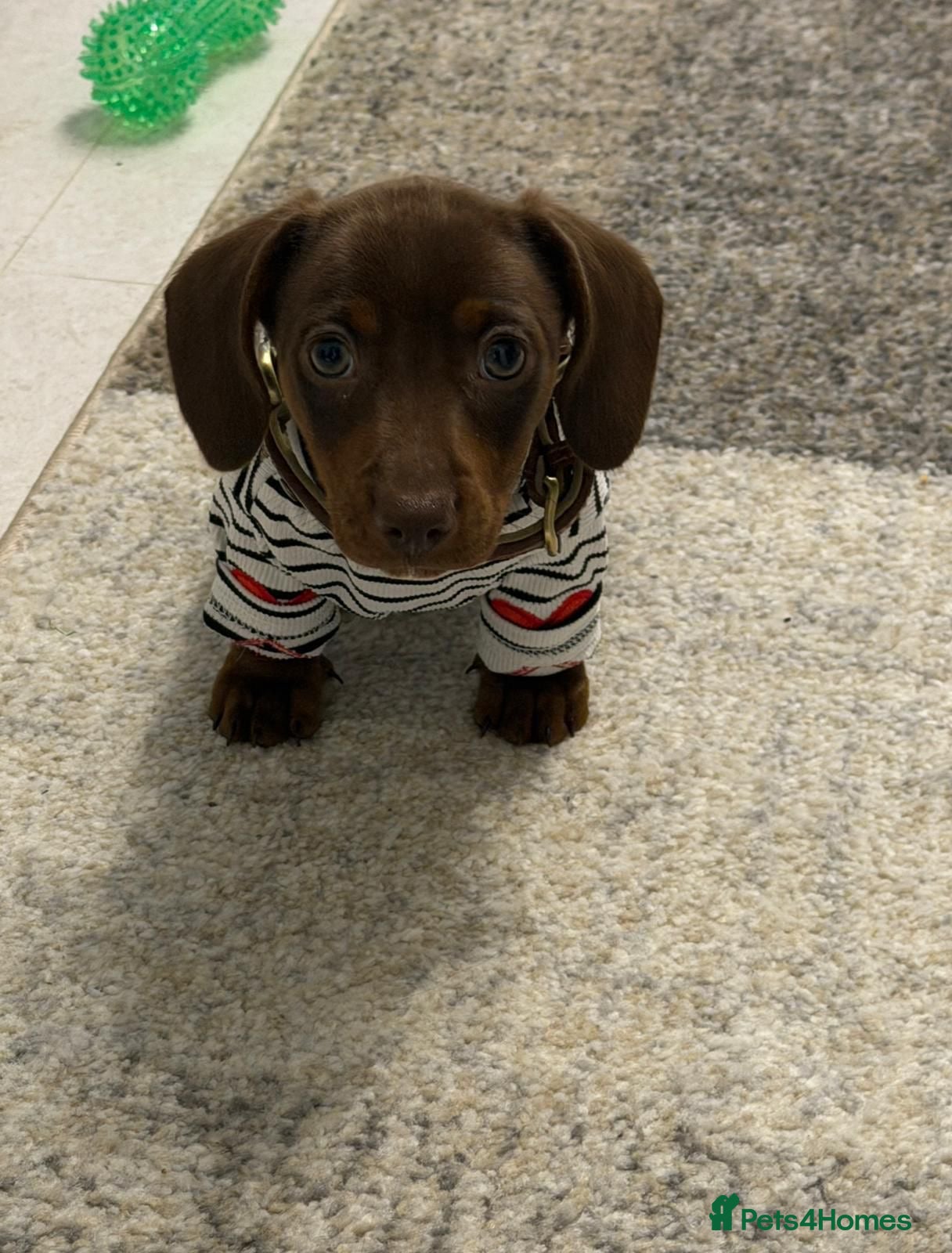 Miniature Dachshund dogs Minature dachshund puppies  - Advert 14