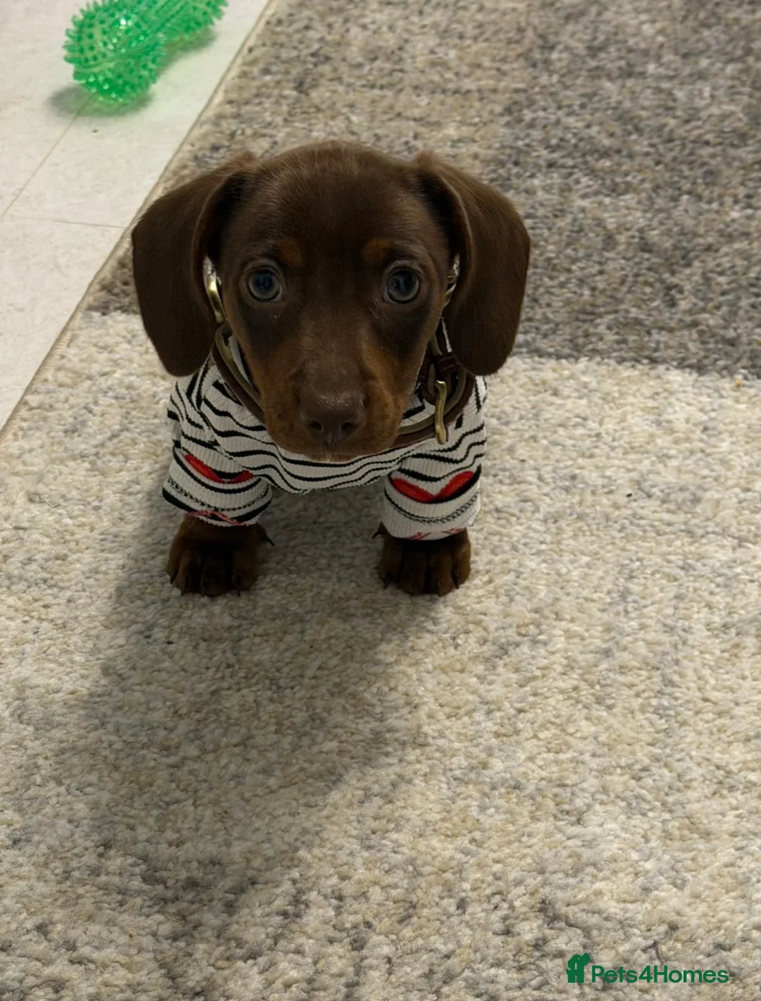 Miniature Dachshund dogs for sale: Minature dachshund puppies  - Advert 1