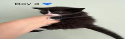 Maine Coon cats for sale: Maine coon X BSH Kittens - Advert 10